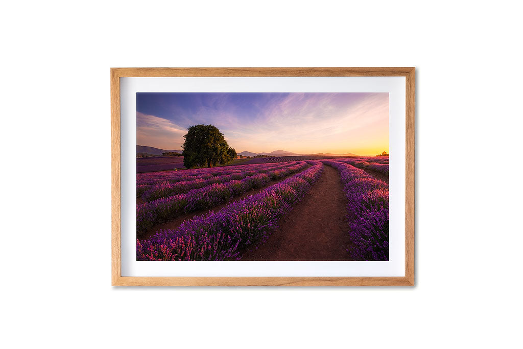 Bridestowe Lavender Estate Sunset