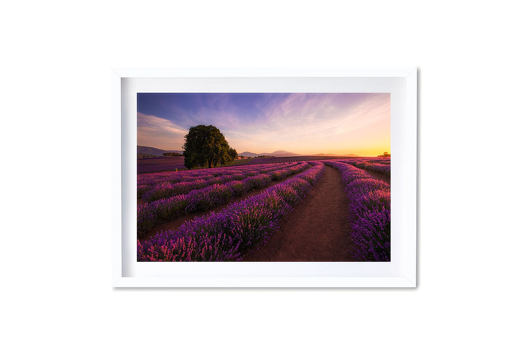 Bridestowe Lavender Estate Sunset