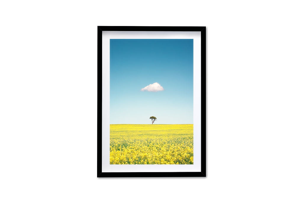 Canola Field