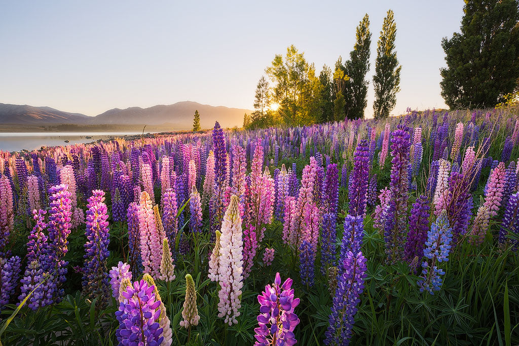 Lupins in Full Bloom