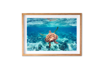 Ningaloo Reef Turtle - DT211