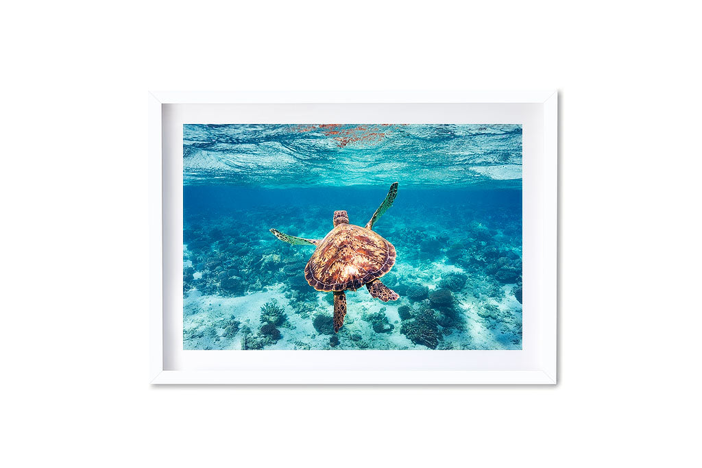 Ningaloo Reef Turtle - DT211