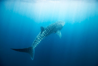 Ningaloo Reef Whale Shark
